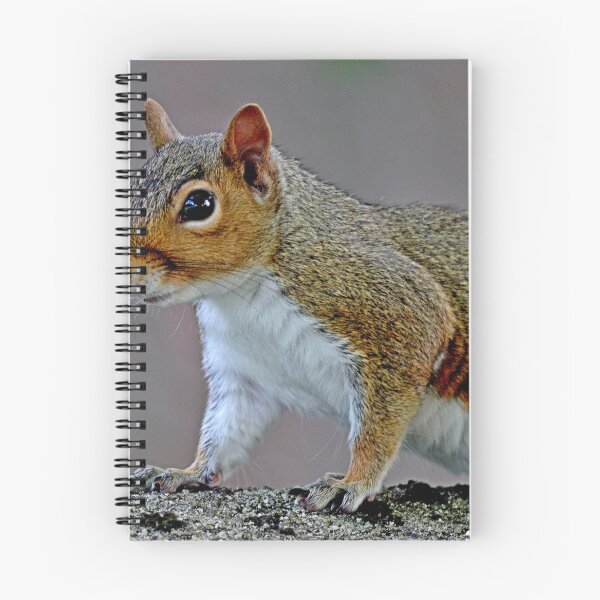 Item preview, Grey Squirrel in a tree designed and sold by BryanDevon.