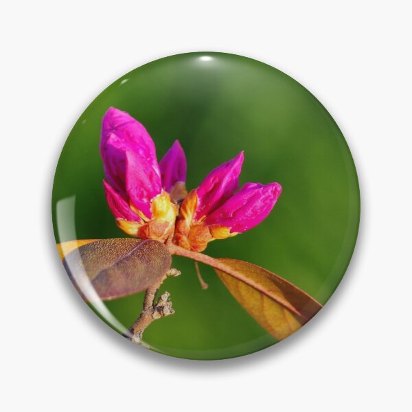 Item preview, Budding rhododendron at sunrise designed and sold by silverwheelarts.