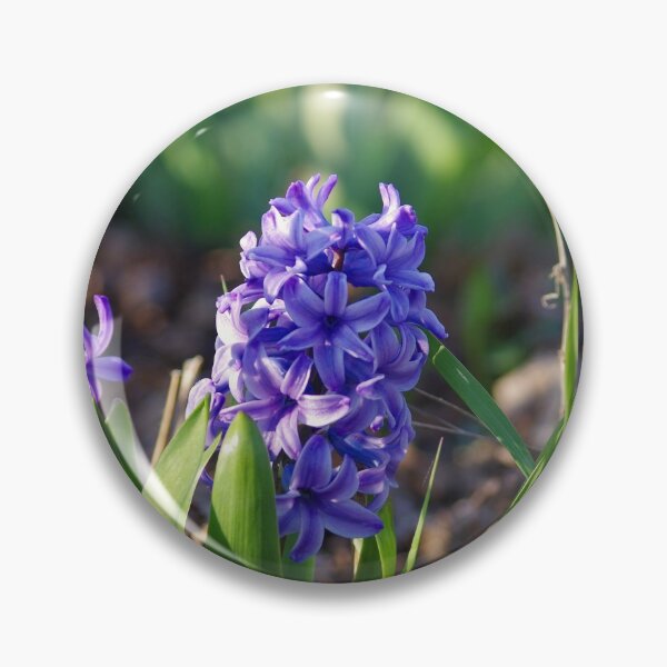 Item preview, Small purple hyacinth at sunrise designed and sold by silverwheelarts.
