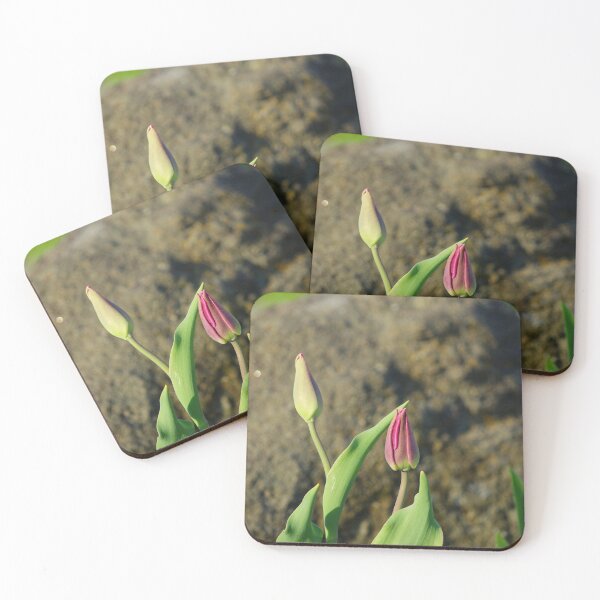 Item preview, Budding purple tulips in front of a rock designed and sold by silverwheelarts.