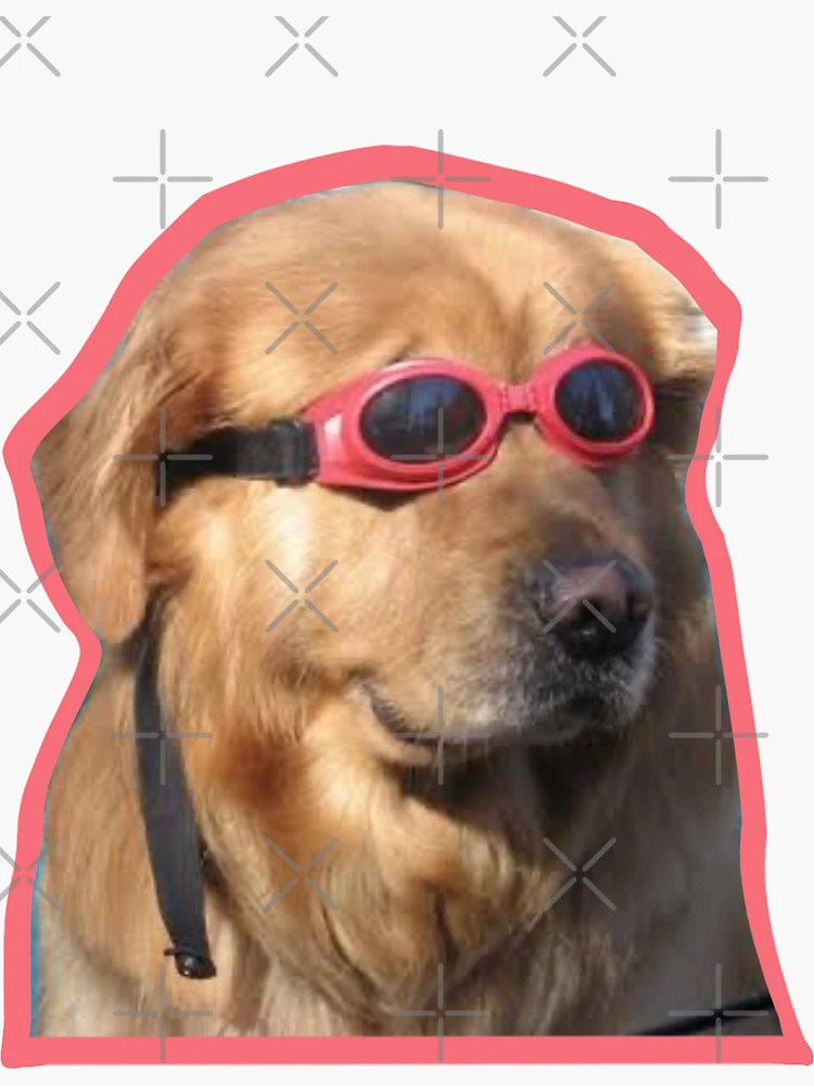 Golden retriever goggles best sale