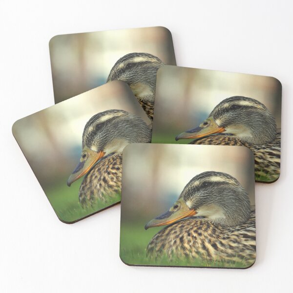 Item preview, Mallard hen resting at eye level designed and sold by silverwheelarts.