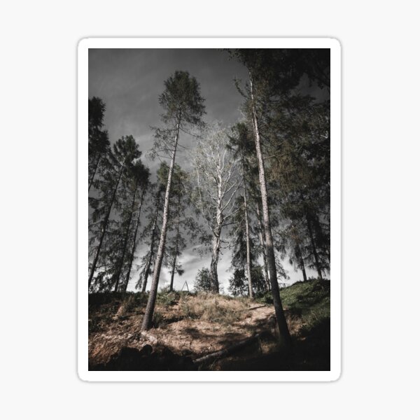 Color photography nature tree Sticker