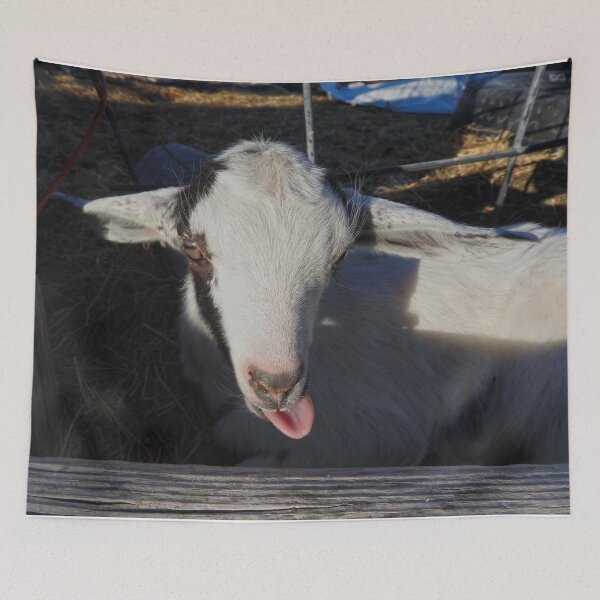 Item preview, cute baby goat kisses, sticking out its tongue  designed and sold by Stephanie  Skeem.