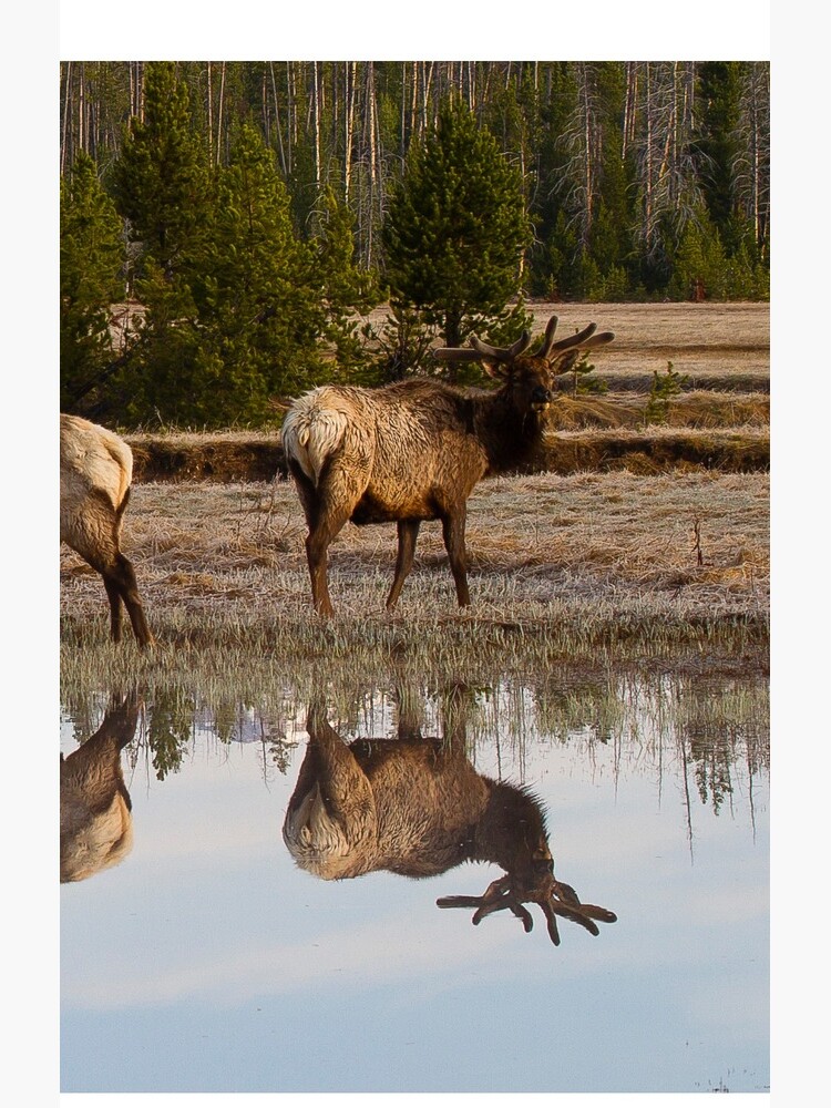 Spring Reflections #2 by mcvette