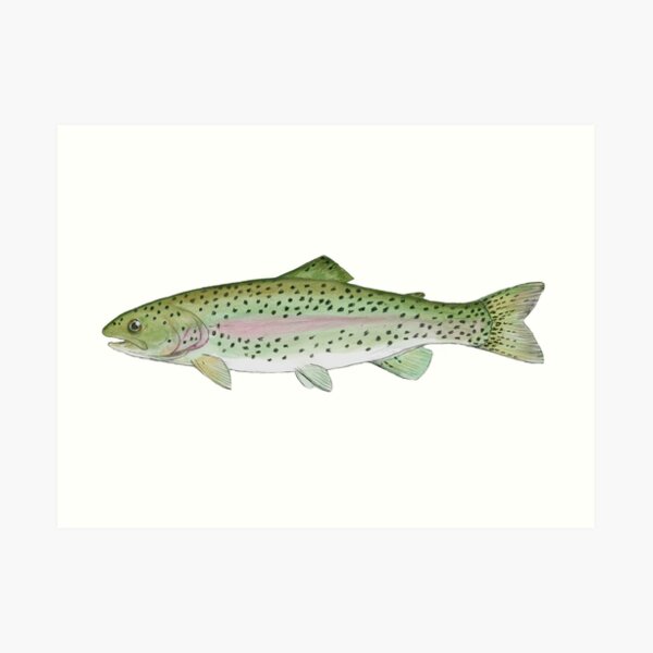 Rainbow Trout Art Print