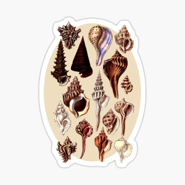 Artikel-Vorschau von Muschel-Sammlung, Vintage-Zeichnungen. Natürliche Töne, Braun- und Rosatöne. Schöne Muschel und Murex Muscheln, designt und verkauft von Orianah.