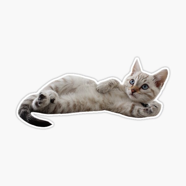 Cute cat wearing a puffer jacket Sticker for Sale by OverdriveMusic