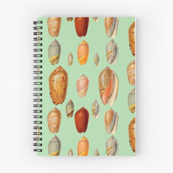 Item preview, Sea Shell Collection, Vintage Drawings. Natural tones, browns and pinks. Beautiful Lettered Olive Shells designed and sold by Orianah.