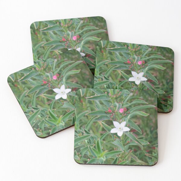 Item preview, Long leaf waxflower designed and sold by greentiger1.