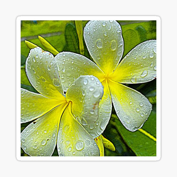 Item preview,  FRANGIPANI YELLOW DREAMS  designed and sold by Opalbluerose.