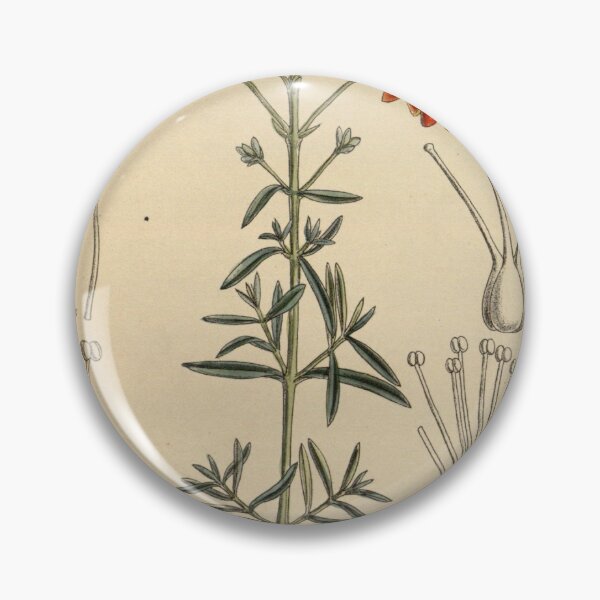 Item preview, Hypericum laeve rubrum 144 8773 designed and sold by EsotericBotanic.