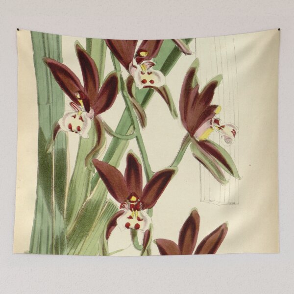 Item preview, Cymbidium atropurpureum (as Cymbidium pendulum var. atropurpureum) Curtis' 94 (Ser. 3 no. 24) pl. 5710 (1868) designed and sold by EsotericBotanic.