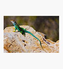 Collared Lizard Photographic Print