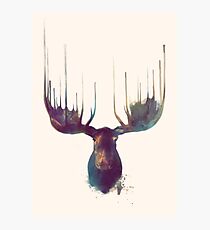 Moose Photographic Print