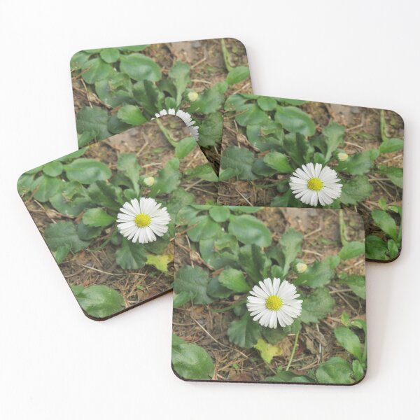 Item preview, Lawn daisy designed and sold by greentiger1.