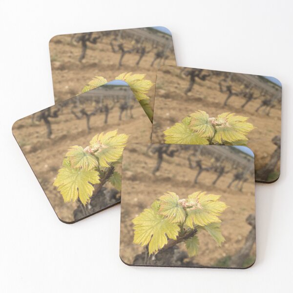 Item preview, Primavera - brote de uva - vignoble, provence, brote fresco Saint Tropez, Francia #ilonabarnabiphotonews designed and sold by BIPHOTONEWS.
