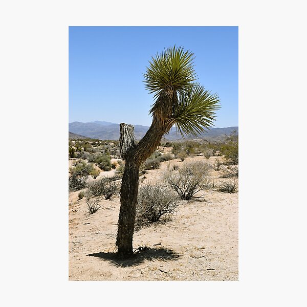 Item preview, Joshua Tree National Park, California designed and sold by Mike Kunes.