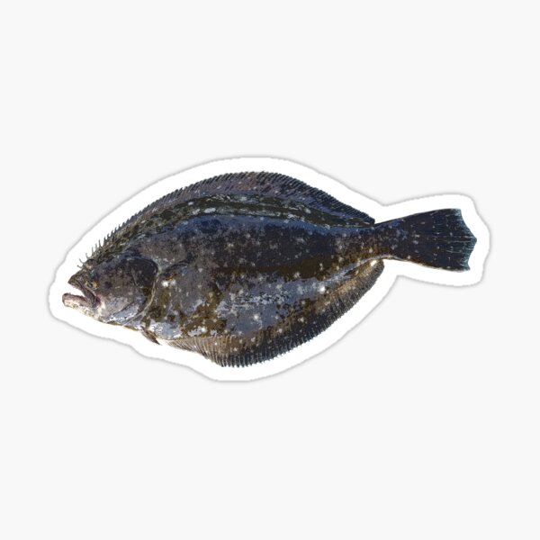 Item preview, Summer Flounder (Fluke) Color Print  designed and sold by designsasstultd.