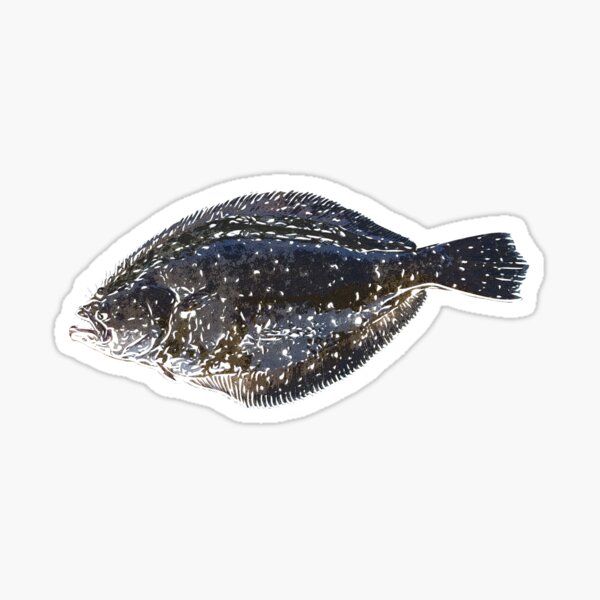 Item preview,  Summer Flounder (Fluke) White Alternate Print  designed and sold by designsasstultd.