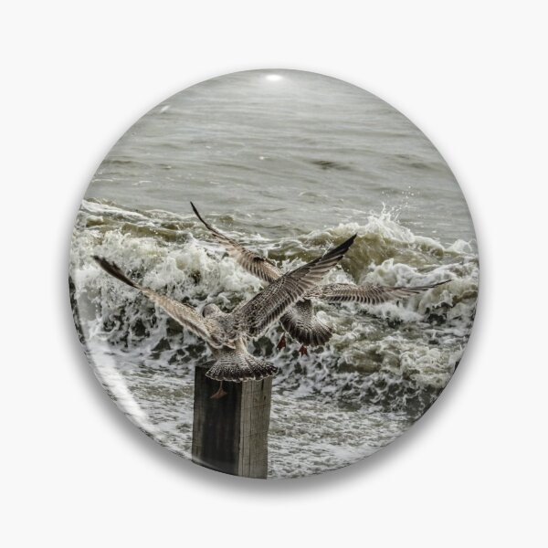 Item preview, Seagulls designed and sold by Seashorepics.