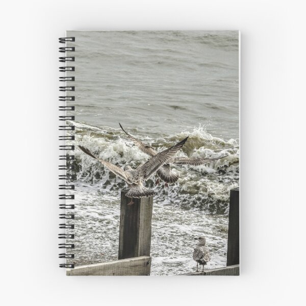 Item preview, Seagulls designed and sold by Seashorepics.