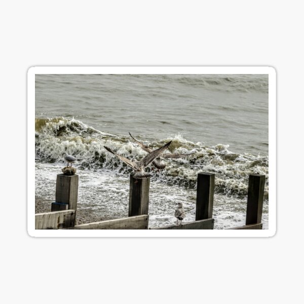 Seagulls Sticker