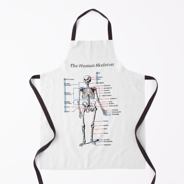 Item preview, The Human Skeleton, anatomy, vintage designed and sold by DeVeauDesign.