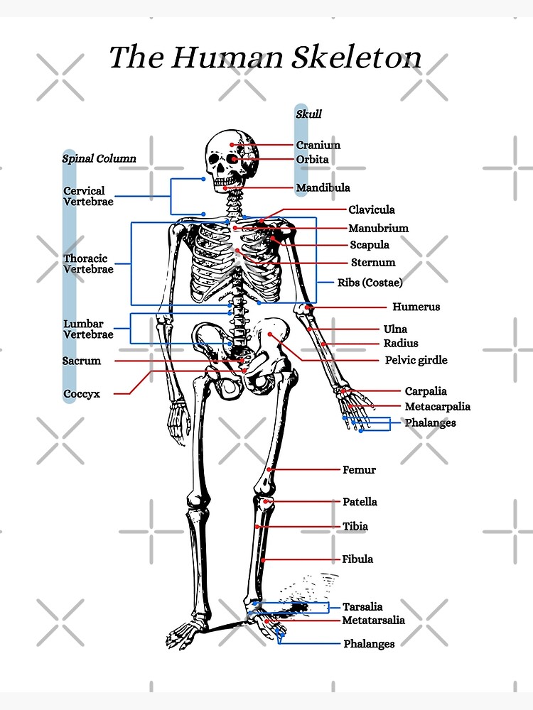 The Human Skeleton –