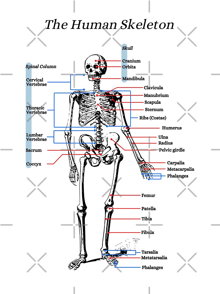 labeled skeletal system for kids