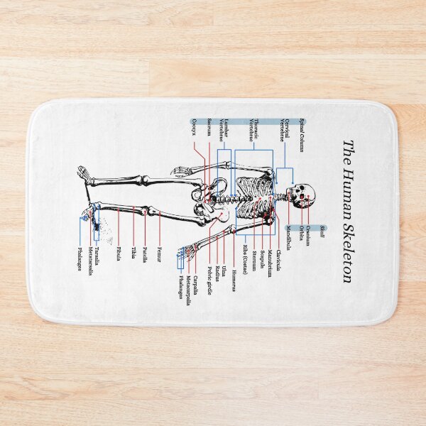 Item preview, The Human Skeleton, anatomy, vintage designed and sold by DeVeauDesign.