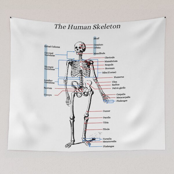 Item preview, The Human Skeleton, anatomy, vintage designed and sold by DeVeauDesign.