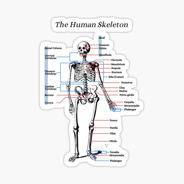 Item preview, The Human Skeleton, anatomy, vintage designed and sold by DeVeauDesign.