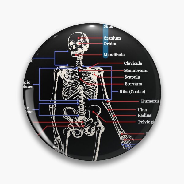 Item preview, The Human Skeleton, anatomy, vintage, 2 designed and sold by DeVeauDesign.