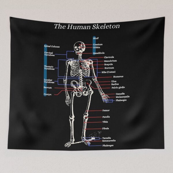 Item preview, The Human Skeleton, anatomy, vintage, 2 designed and sold by DeVeauDesign.