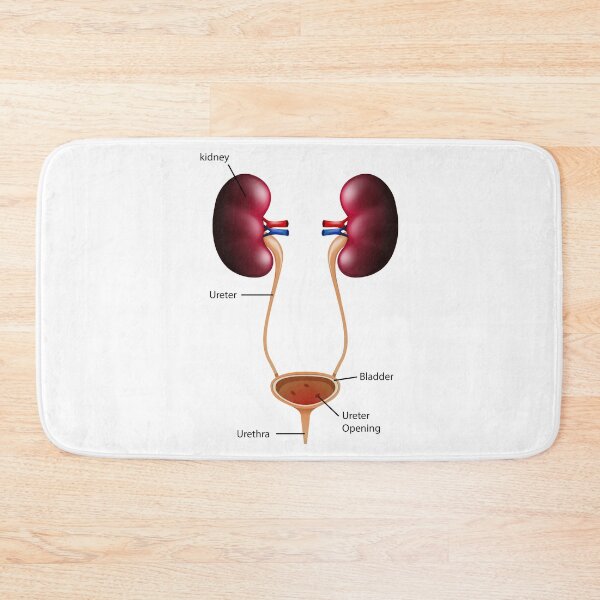 Item preview, Urinary system designed and sold by FoxShop.