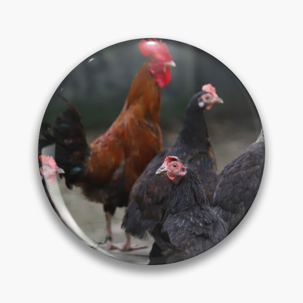 Item preview, Four black hens and a red cock  designed and sold by FCEalin.