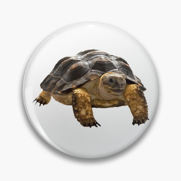 Item preview, Turtle designed and sold by DoodleDashCollective.