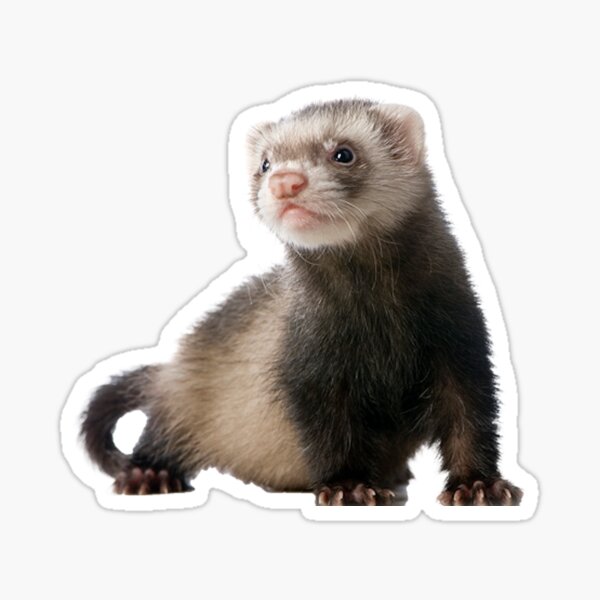 Ferret Gifts & Merchandise for Sale | Redbubble