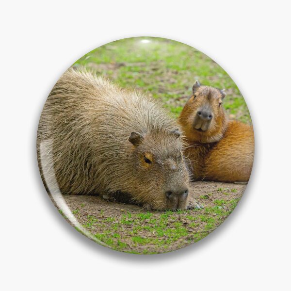 Item preview, Capy and the kids sunbathing designed and sold by Dalyndigital Photography.