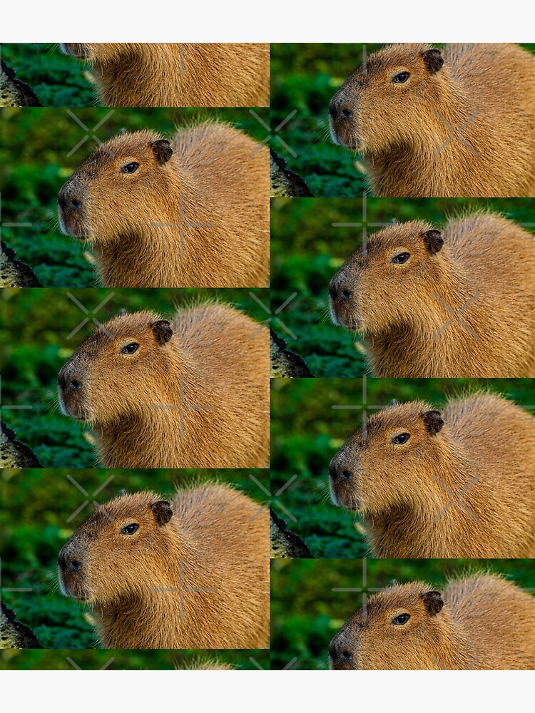Capybara deep in thought by Dalyn