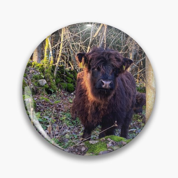 Item preview, Scottish Highland Cattle Calf 2600 designed and sold by SaarelaHighland.