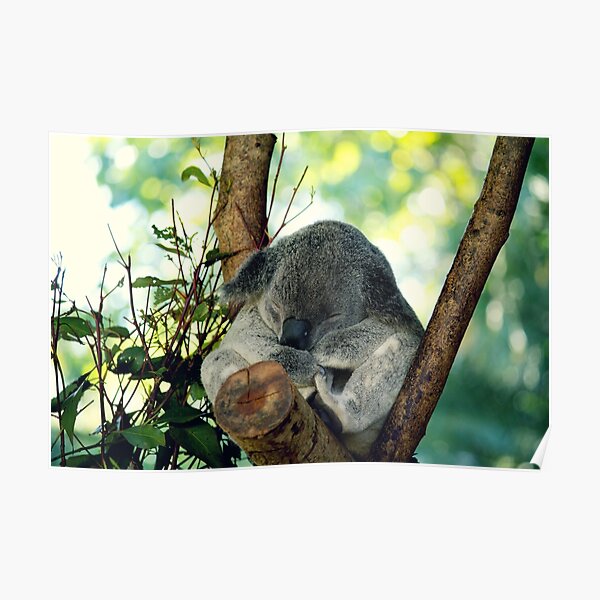 Koala Poster