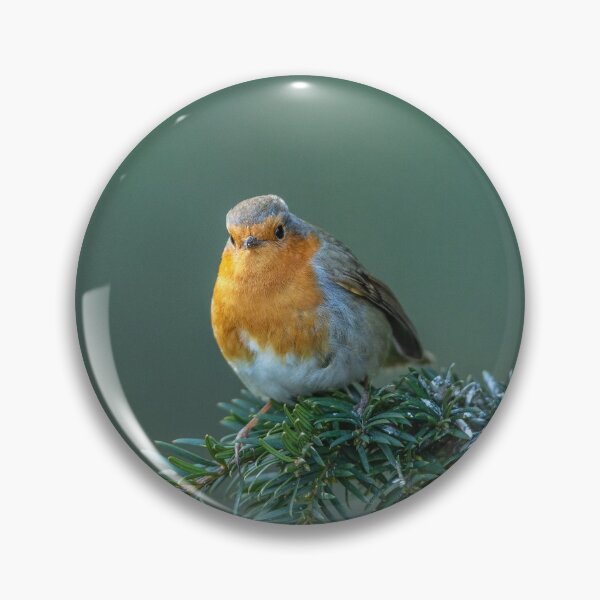 Item preview, Robin on a evergreen Branch designed and sold by David. C.A. Le Quelenec.