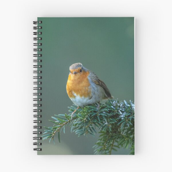 Item preview, Robin on a evergreen Branch designed and sold by David. C.A. Le Quelenec.