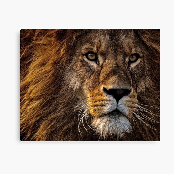 Sher Canvas Prints for Sale | Redbubble
