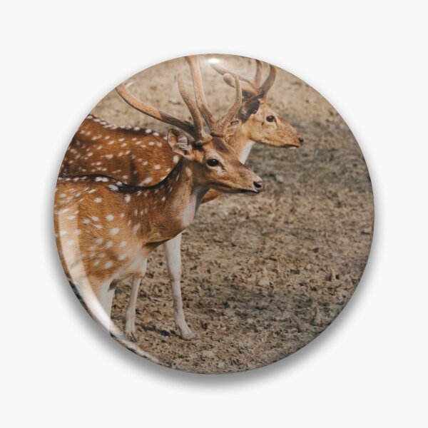 Artikelvorschau, Zwei Chital oder gefleckte Hirsche, die im Mangrovenwald Sundarbans herumlaufen entworfen und verkauft von FCEalin.