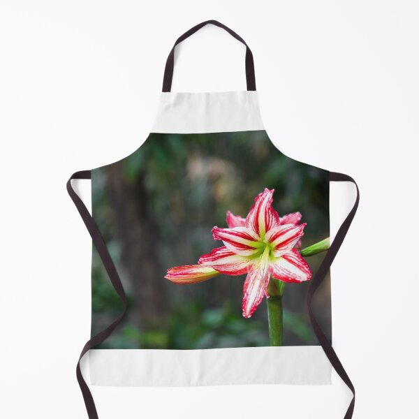 Item preview, Red and white amaryllis Santiago flower in nature designed and sold by FCEalin.