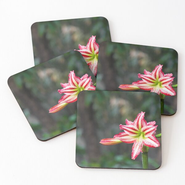 Item preview, Red and white amaryllis Santiago flower in nature designed and sold by FCEalin.