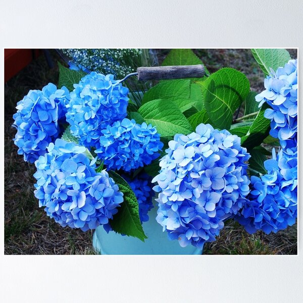 Item preview, Wedding Hydrangeas designed and sold by Marjorie Wallace.